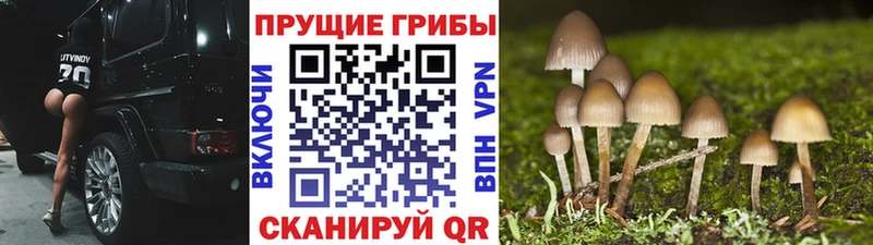 как найти   Усолье  Псилоцибиновые грибы Psilocybine cubensis 